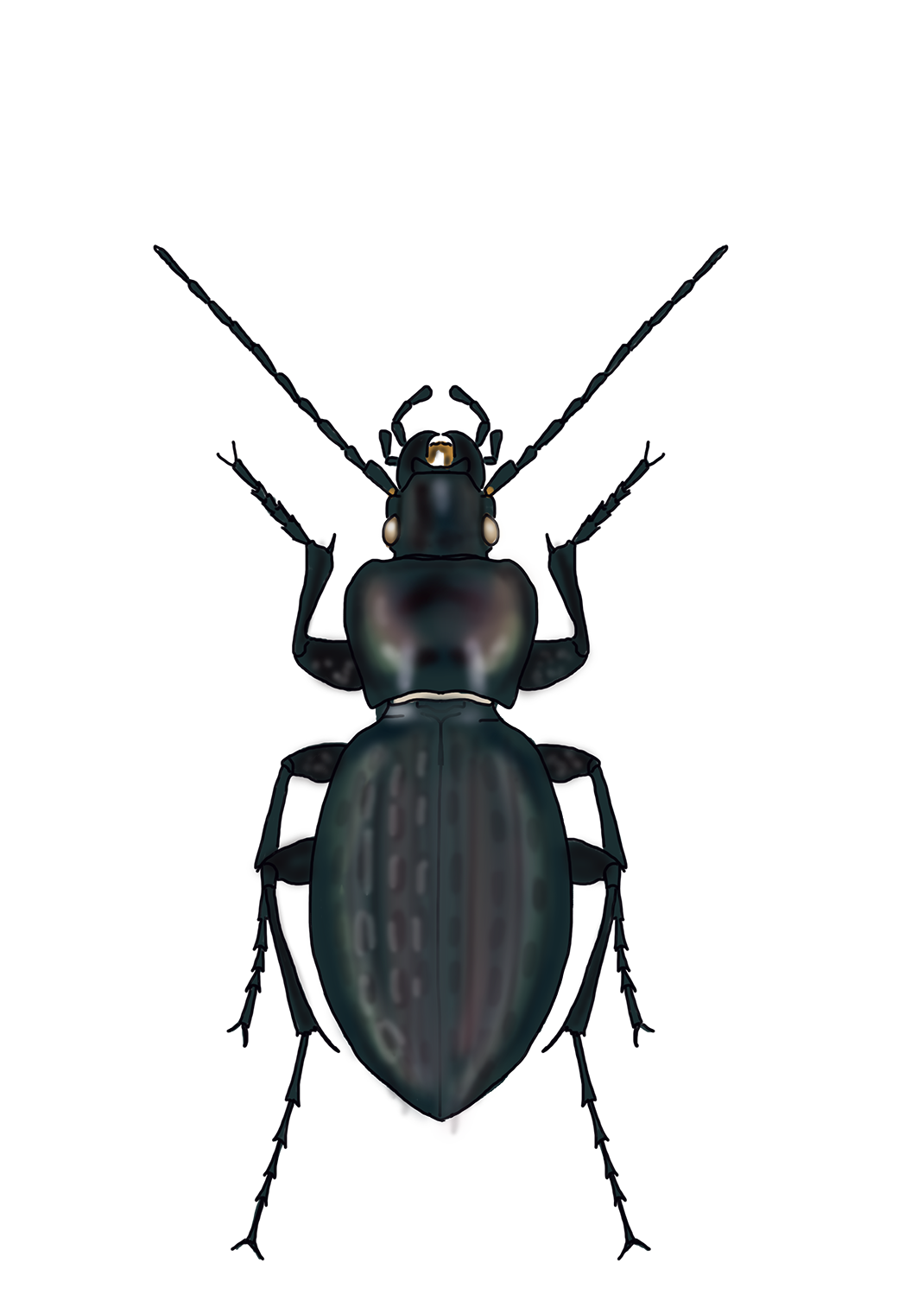 Carabus faustus