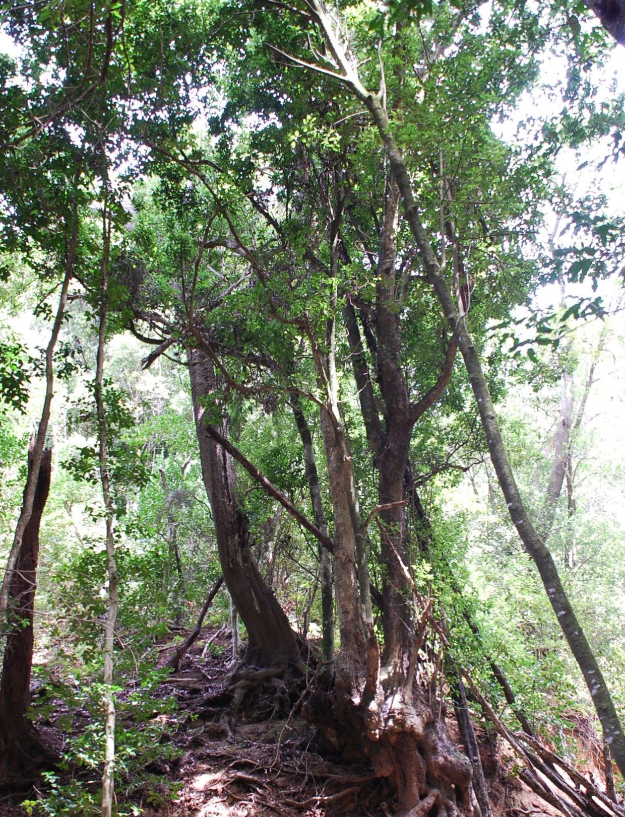 Laureles_Llano_Viejos