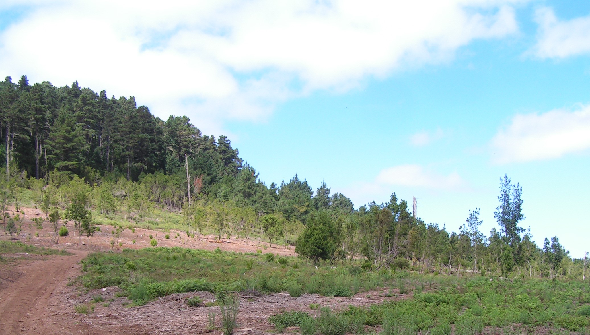 Montana El Cedro